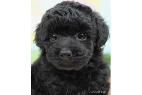 成約済の千葉県のトイプードル-222399の1枚目